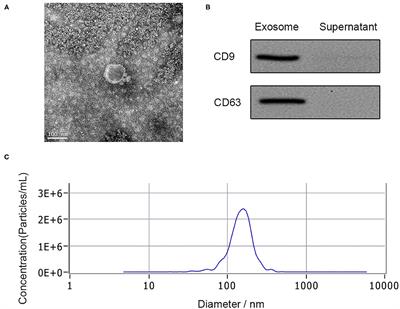 Bioinformatic Analysis of the Proteome in Exosomes Derived From Plasma: Exosomes Involved in Cholesterol Metabolism Process of Patients With Spinal Cord Injury in the Acute Phase